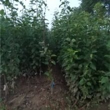 【新世纪梨树苗种植基地 梨树苗售后服务质量好 帅阳苗木无中间商销售图片】新世纪梨树苗种植基地 梨树苗售后服务质量好 帅阳苗木无中间商销售