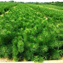 秦皇岛油松种植基地-秦皇岛油松种植基地货源/供应_一呼百应