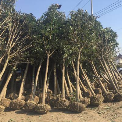 周至如月苗木专业合作社主营产品种植销售绿化苗木 营所在地区陕西