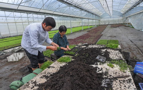 社会 新农人助力乡村振兴