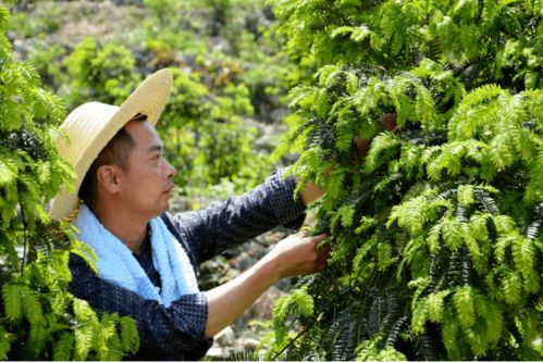 优秀 松阳县乡土人才叶伟华受聘国家林草乡土专家