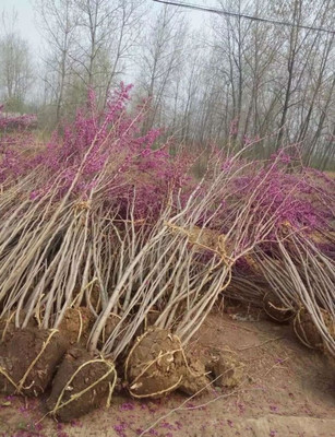 洪雅河南丛生紫荆工厂用苗