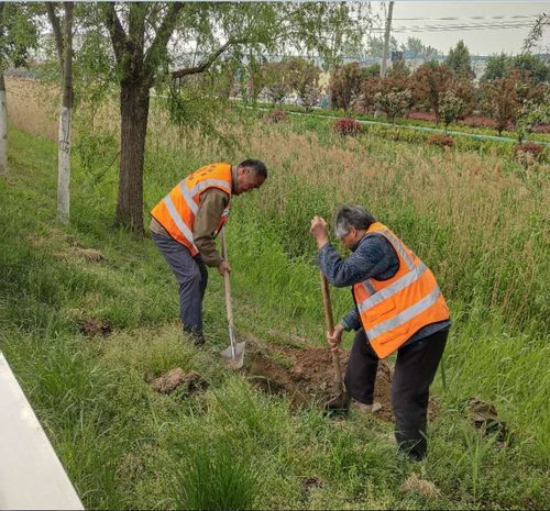 提升国道绿化质量 优化美化道路环境