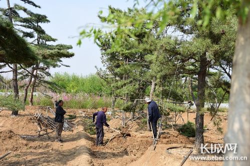 微视频丨河北定州 苗木种起来,村民富起来