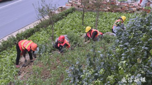 威信长征路景观绿化节点,总面积约3000平方米,种植近30个品种 苗木