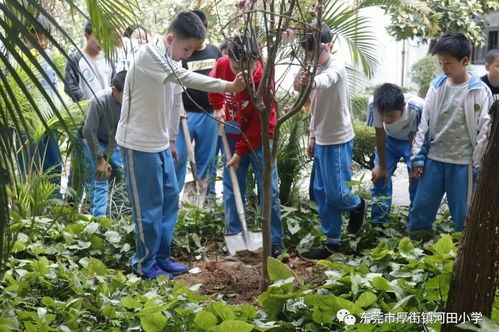 播种春天,收获快乐 记河田小学六年级学生为绿化校园植树活动