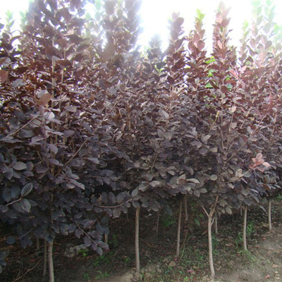 北京苗圃供应绿化树苗 紫叶稠李 苗木送货上门可负责栽植 可开票